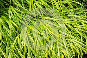 Hakone grass bunchgrass detail texture