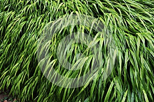 Hakonechloa macra