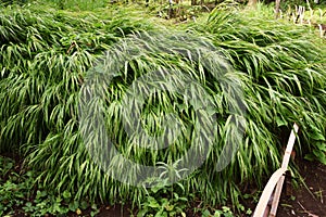 Hakonechloa macra