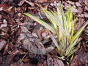 Hakonechloa macra 'Aureola' - Golden japanese forest grass.