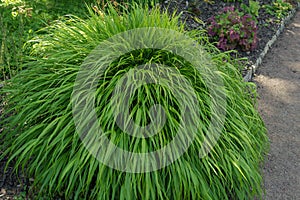 Hakonechloa macra, an cultural decorative cereal