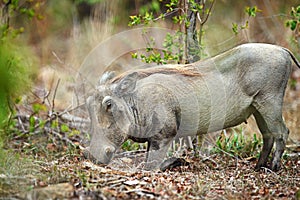 Hakuna matata. Shot of a warthog in its natural habitat, South Africa.