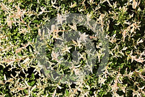 Hakuro nishiki dappled willow tree in a garden