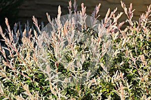 Hakuro nishiki dappled willow tree in a garden