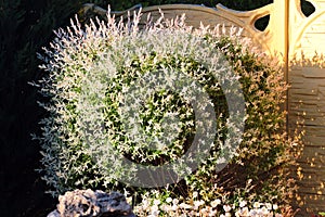 Hakuro Nishiki Salix Integra dappled willow tree in a garden photo