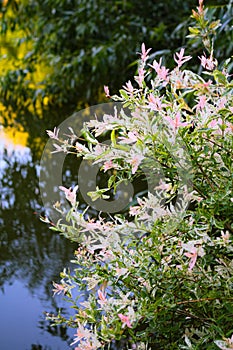 Hakuro Nishiki Salix Integra dappled willow tree in a garden