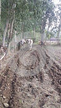 Hal jotta kisan , farmer and wolf photo