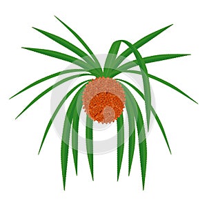 Hala fruit Pandanus tectorius isolated on a white background.