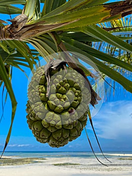 Hala fruit, or Pandanus tectorius, on a palm. Close up. Blue sky