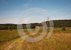 At Hala Izerska in the Izerskie Mountains in Poland