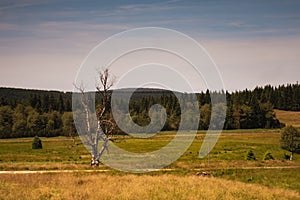 At Hala Izerska in the Izerskie Mountains in Poland