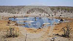 Halali Waterhole with Antelopes in Etosha NP