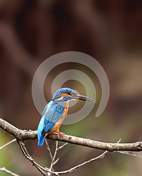 Halcyon ( Alcedo atthis )