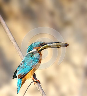 Halcyon with fish in the beak