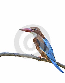 Halcyon smyrnensis: The white-throated Kingfisher