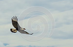 HalcÃÂ³n aguila vuelo photo