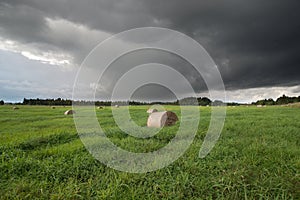 Hale bales on a green meadow