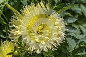 `Hale Bopp` yellow blossoming antlers dahlia, Stuttgart