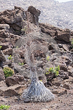 A Haleakala Ahinahina with overblown stalk