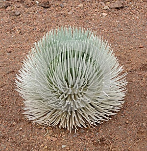 Haleakala silversword