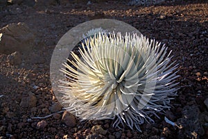 Haleakala Silversword photo