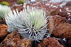 Haleakala silversword, highly endangered flowering plant endemic to the island of Maui, Hawaii