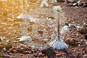 Haleakala silversword, highly endangered flowering plant endemic to the island of Maui, Hawaii photo