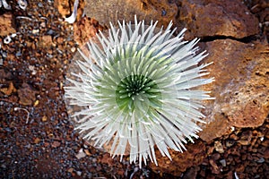 Haleakala silversword, highly endangered flowering plant endemic to the island of Maui, Hawaii photo