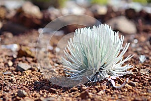 Haleakala silversword, highly endangered flowering plant endemic to the island of Maui, Hawaii photo