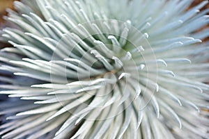 Haleakala silversword, highly endangered flowering plant endemic to the island of Maui, Hawaii photo