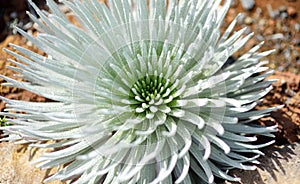 Haleakala silversword, highly endangered flowering plant endemic to the island of Maui, Hawaii. Argyroxiphium sandwicense subsp. s