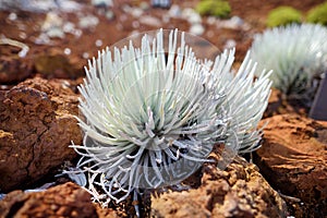 Haleakala silversword, highly endangered flowering plant endemic to the island of Maui, Hawaii. Argyroxiphium sandwicense subsp. s