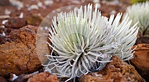 Haleakala silversword, highly endangered flowering plant endemic to the island of Maui, Hawaii. Argyroxiphium sandwicense subsp. s photo
