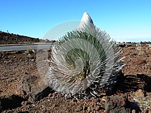 Haleakala volcano and silversword, Maui