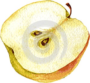 Half apple drawing by watercolor