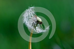 Half bald dandelion blowball on green background