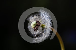 Half blew dandelion