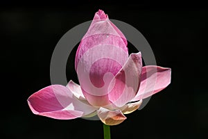 Half Bloom Pink Lotus