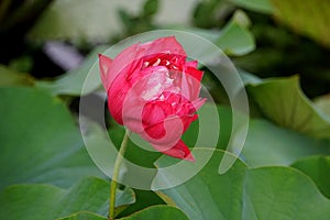 A half-bloom red Hybrid Lotus Heart Blood waterlily