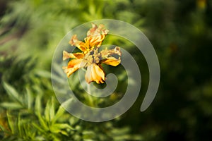 A half bloomed marigold flower in a plant.(3 of 7)