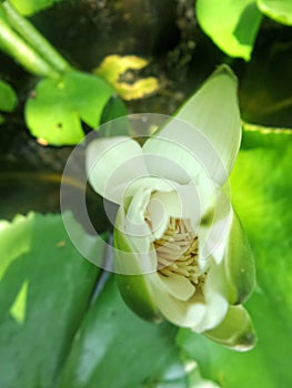 Half blooming waterlily