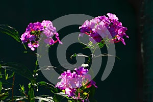 Half blurred beautifully blooming pink and purple phlox flowers in garden lit beautifully and spectacularly by sunlight.