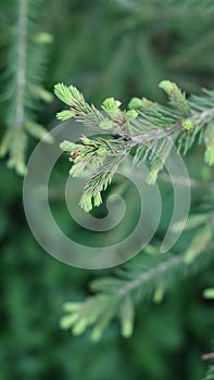 Young needles on the branches of spruce