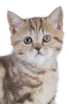 Half body kitten portrait in studio. Scottish shorthair young cat isolated on white background.