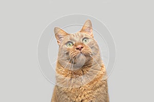 Half body portrait of funny red cat on gray background.