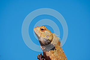Half body shot of Oriental Garden Lizard on blue background