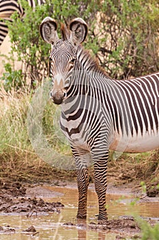 Half body Single adult Grevy Zebra in Samburu Kenya