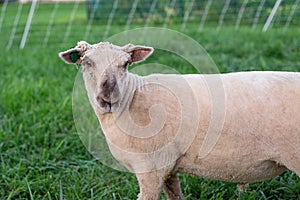 Half body of young lamb in front of fence