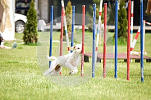 Half-bred dog is running on czech agility competition slalom.