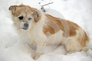 Half-breed lap dog